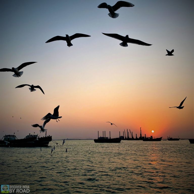 Seagulls in mid-air