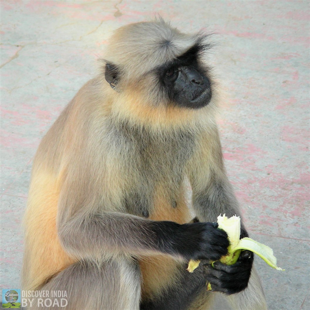 Girnar Langur monkey eating Banana