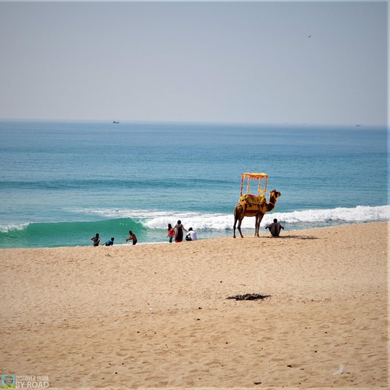 Beach Camel Ride