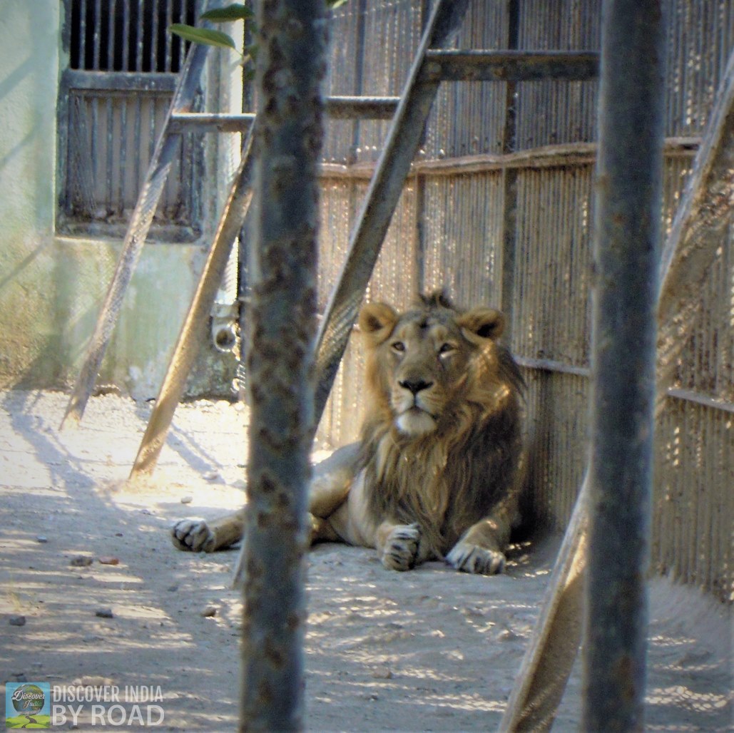 Asiatic Lion inside cage at Sakkarbaug Zoo, Junagadh