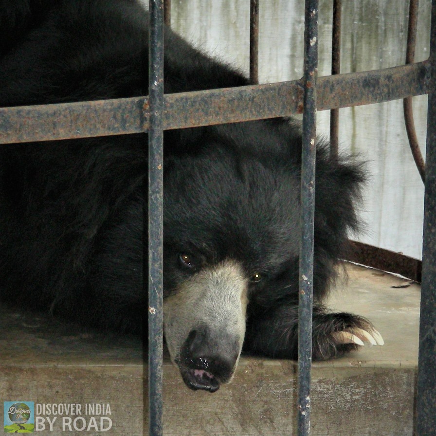 Sleeping Slot bear at Sakkarbaug Zoo, Junagadh