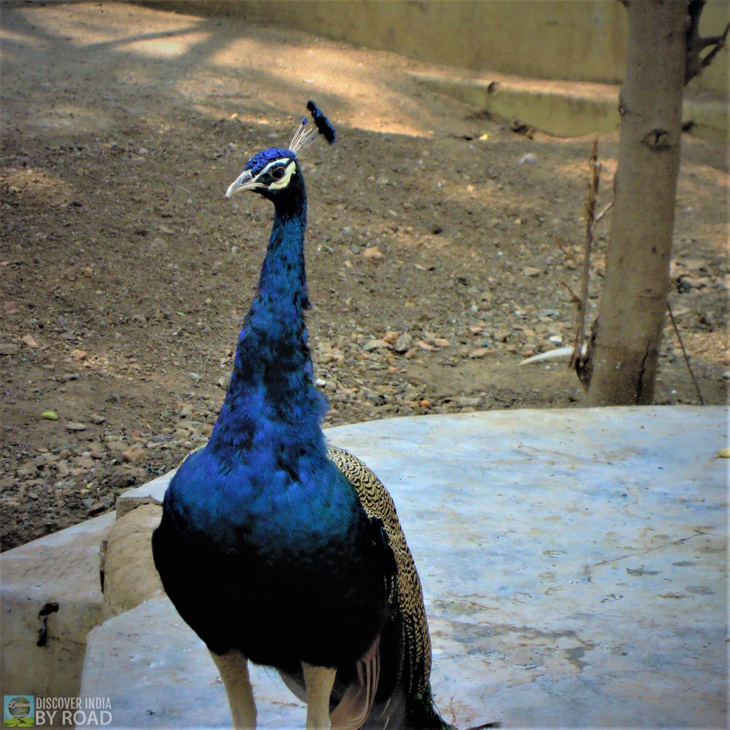 Indian Peacock at Sakkarbaug Zoo, Junagadh