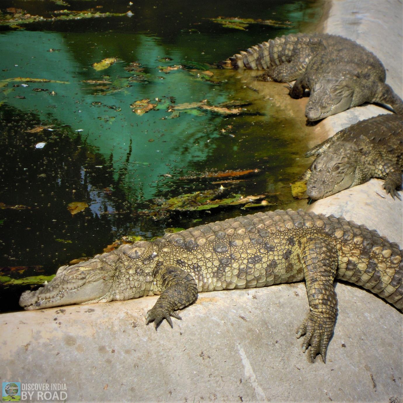 Crocodiles taking sunbath at Sakkarbaug Zoo, Junagadh