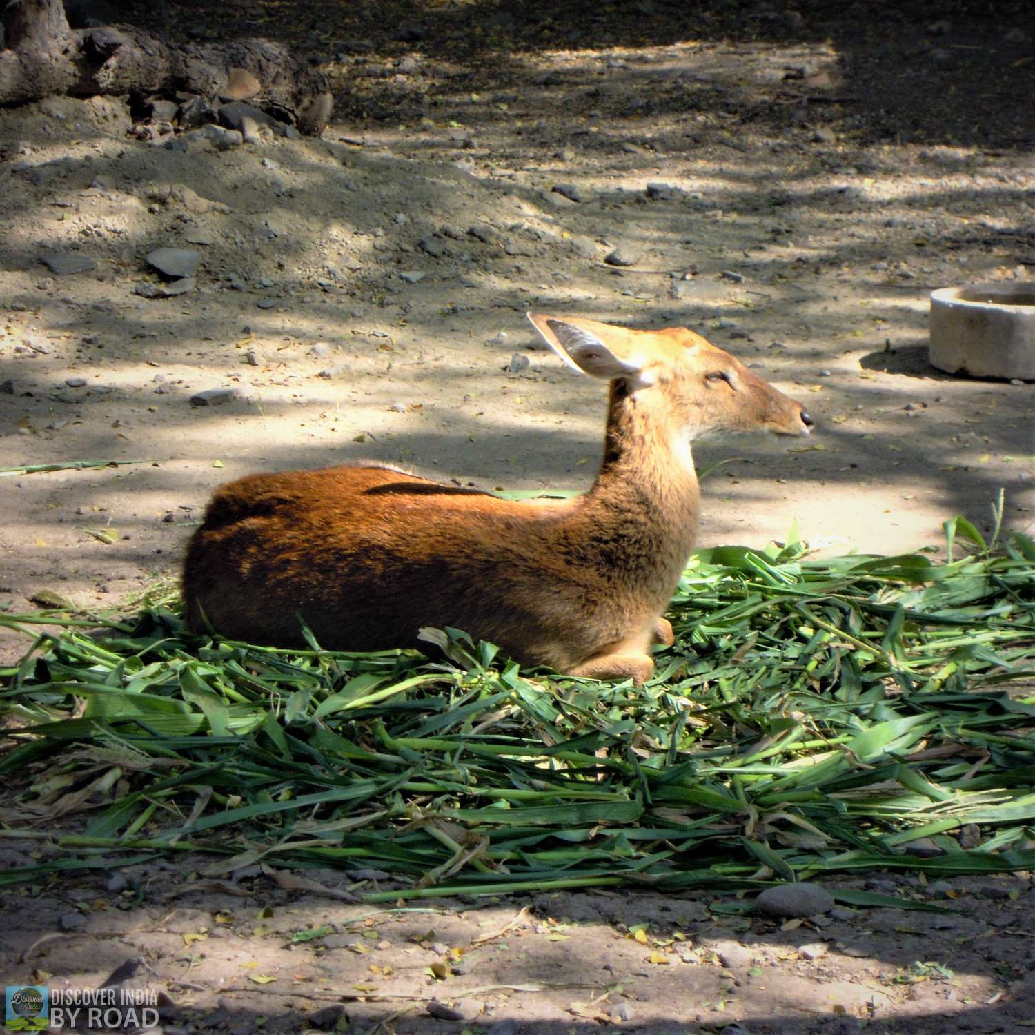 Resting Deer in sunlight at Sakkarbaug Zoo, Junagadh