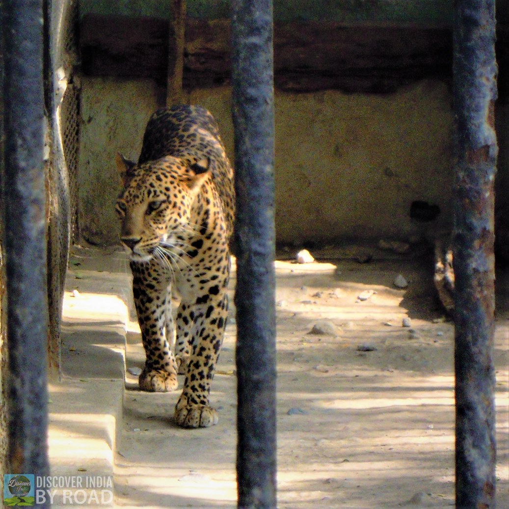 Leopard walking inside cage at Sakkarbaug Zoo, Junagadh