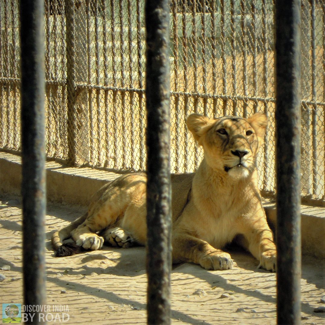 Asiatic Lioness inside cage at Sakkarbaug Zoo, Junagadh