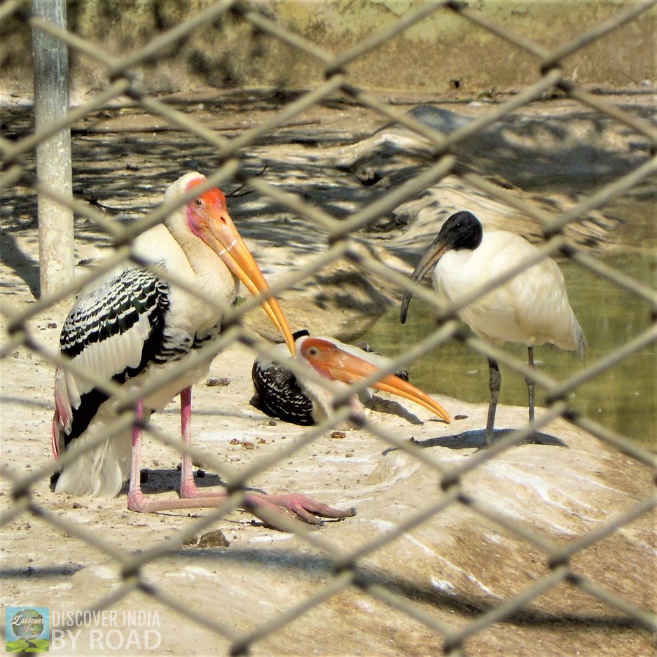 Pelicans at Sakkarbaug Zoo, Junagadh