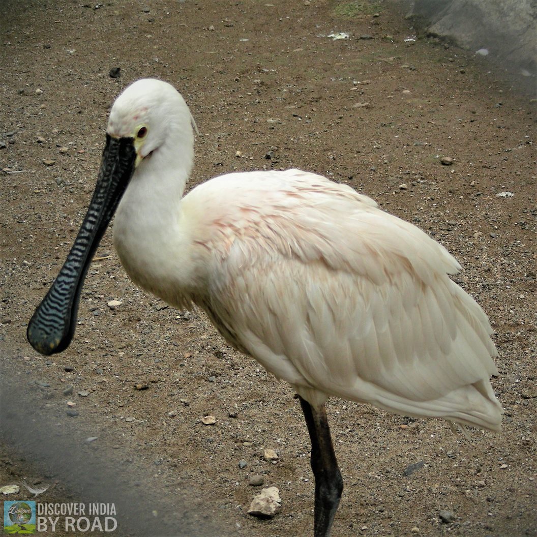 Royal Spoonbill at Sakkarbaug Zoo, Junagadh