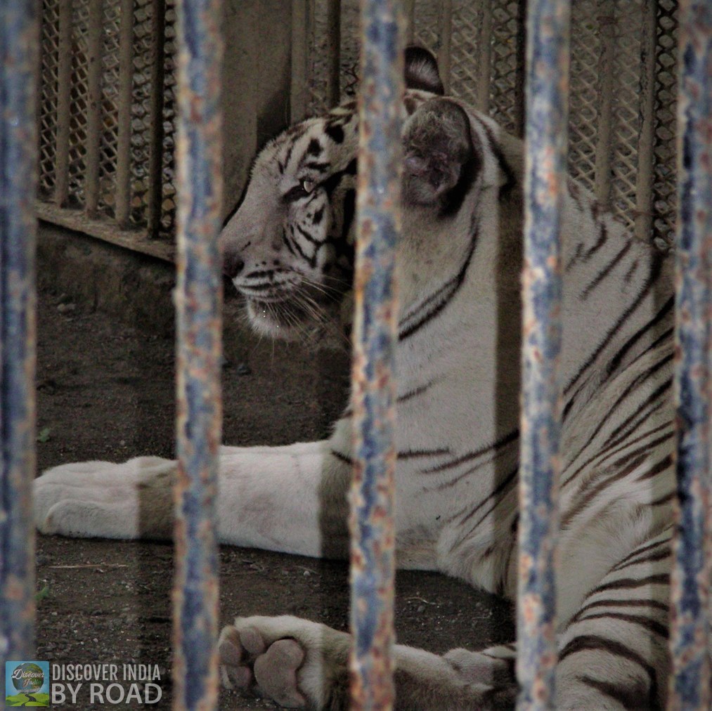 White Tiger behind the bars at Sakkarbaug Zoo, Junagadh