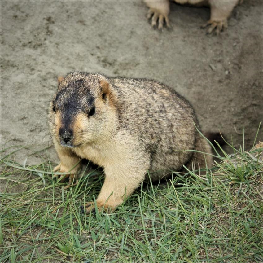 Himalayan Marmot