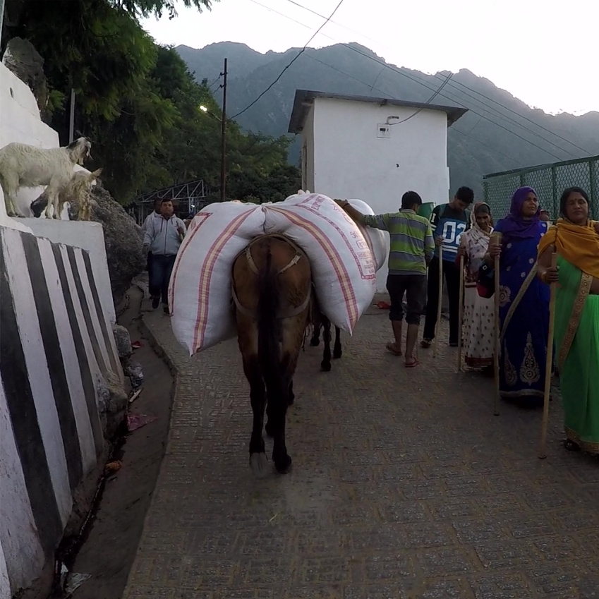 Donkeys carrying supply on top