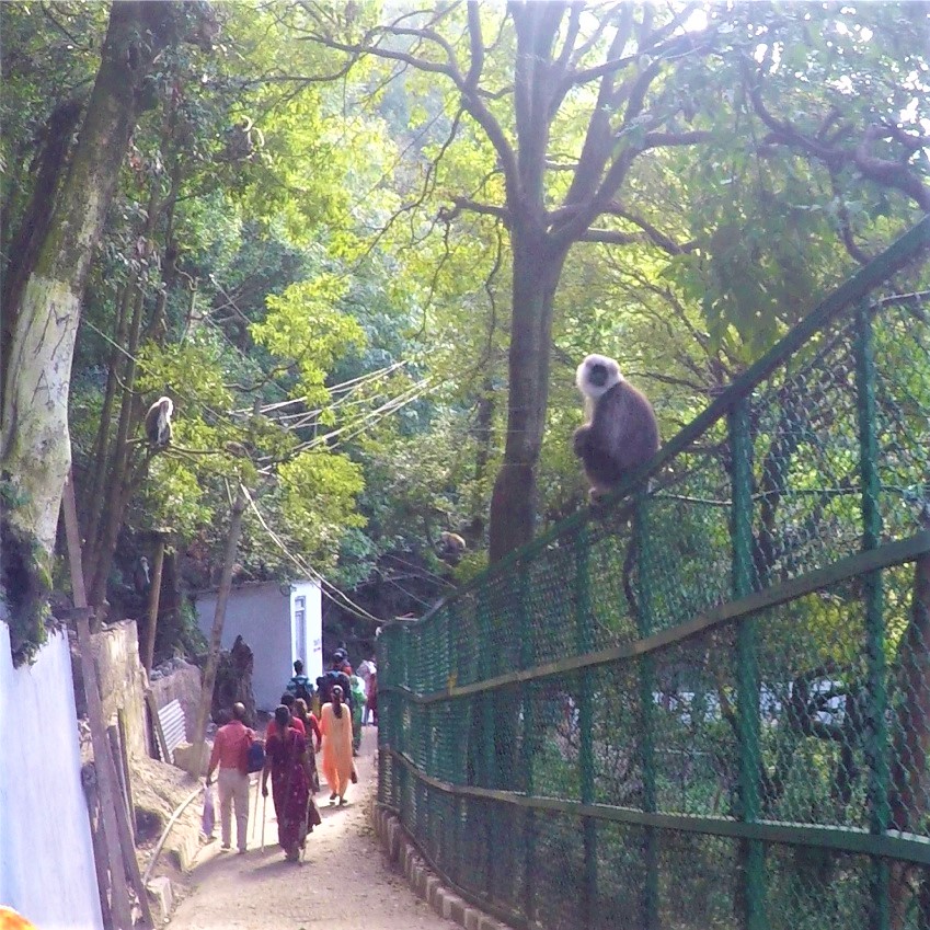 Monkies on Sanjichhat Route