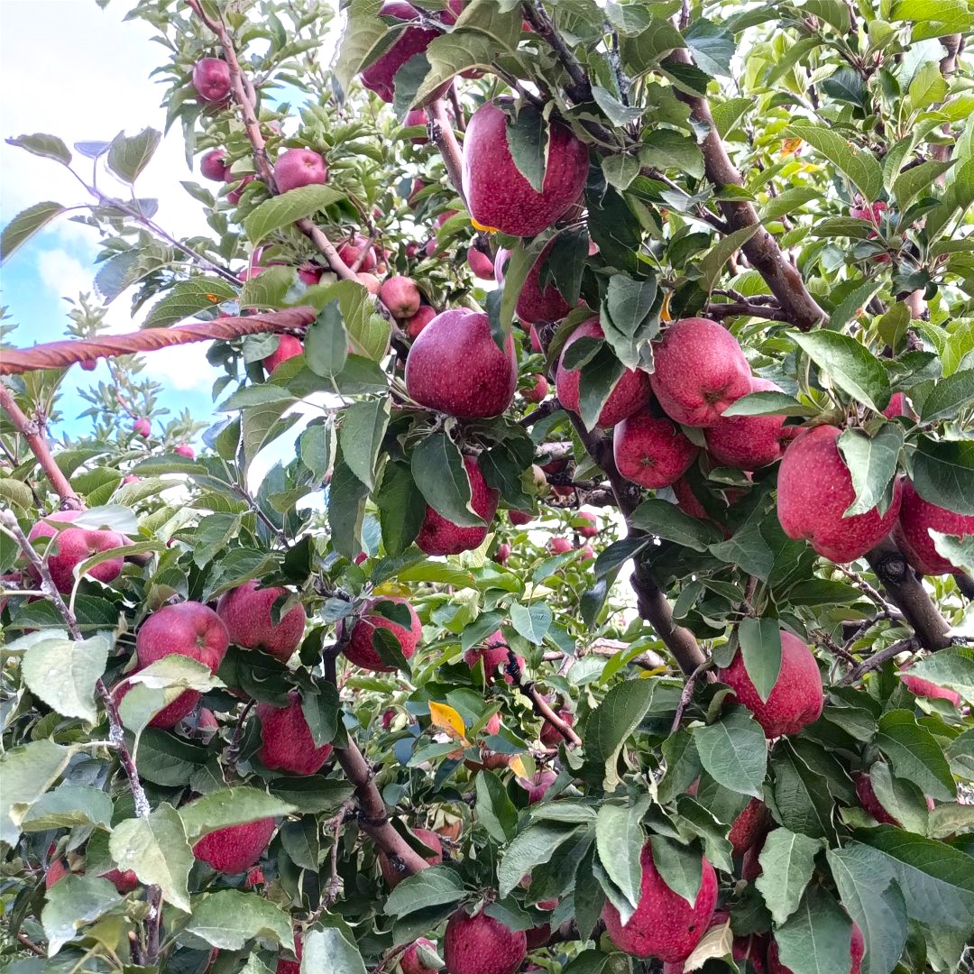 Apple trees in Tabo Monastery